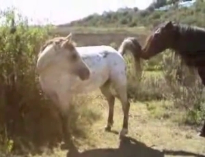 Impressive farm bestiality with two nice horses