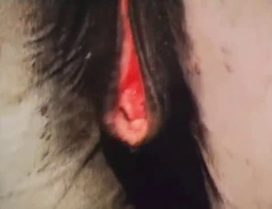 Amateur bestiality sex action with a nice horse