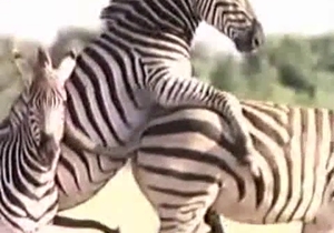 Pair of amazing zebras are having fun with sex