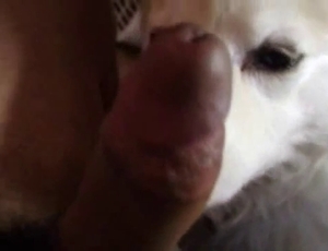 White pup giving a passionate blowjob