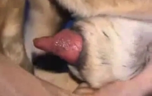 Pup with a big cock gets a proper handjob