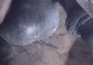 This brown horse has some incredibly giant testicles