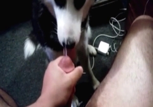 Male zoofil and his animal have good sex