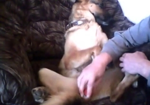 Person uses sex toys to gape the pussy of this lovely dog