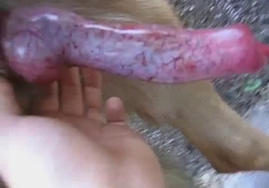 This video gives us a close up shot of a dog dick