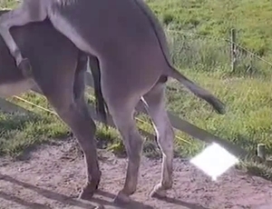 Amazing video with all sorts of bestiality action