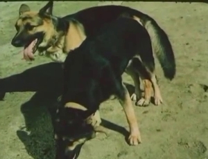 Ass to ass position banging for a pair of horny dogs