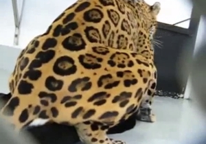 There is some amazing bestiality action happening