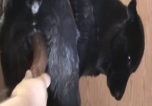 Sex toy is used to gape the hole of this handsome hound