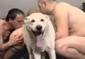 Ass to ass bestiality sex with my lustful wife