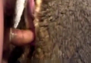 Horny zoophilic fucks his lama passionately from behind