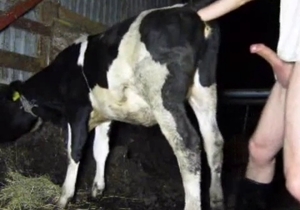 Sweet cow is getting penetrated from behind