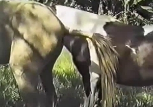 Forest is a good place for the bestiality sex