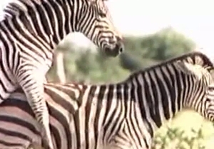 Pair of amazing zebras are having fun with sex