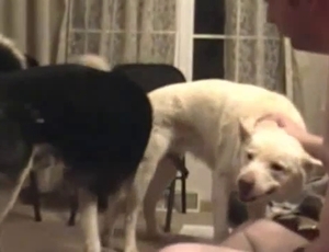Ass to ass position in this bestiality video with a dog