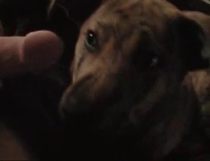 Good trained dog gives a nice blowjob
