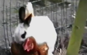 Sexy girl and a horny rabbit have amazing sex