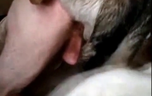The craziest bestiality you'll see