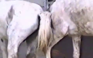 XXX bestiality entertainment for really hot horses