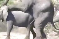 Horse animal sex