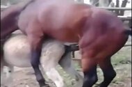 Stallion animal sex